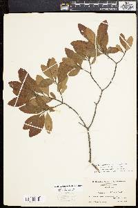 Myrica cerifera image