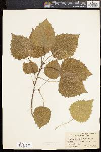 Populus grandidentata image