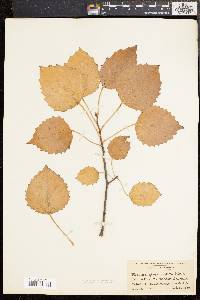 Populus grandidentata image