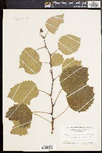 Populus grandidentata image