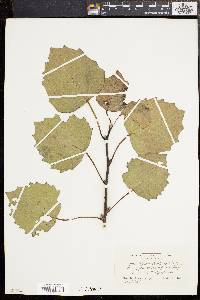 Populus grandidentata image