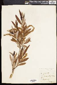 Salix caroliniana image