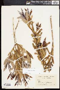 Salix caroliniana image
