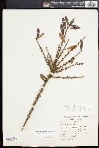 Myrica cerifera image