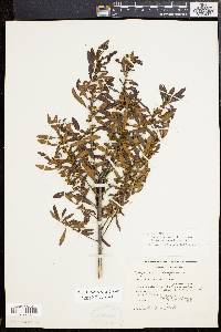 Myrica cerifera image