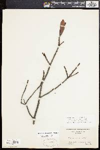 Myrica cerifera image