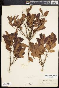 Myrica cerifera image