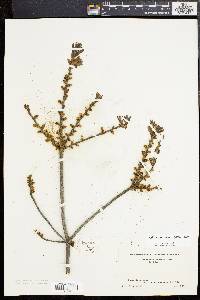 Myrica cerifera image