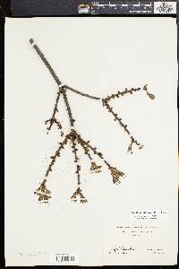 Myrica cerifera image