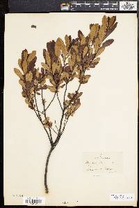 Myrica gale image