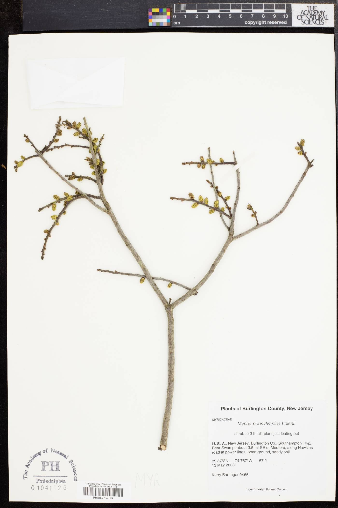 Myrica pensylvanica image