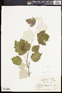 Populus alba image