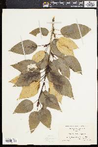 Populus balsamifera image