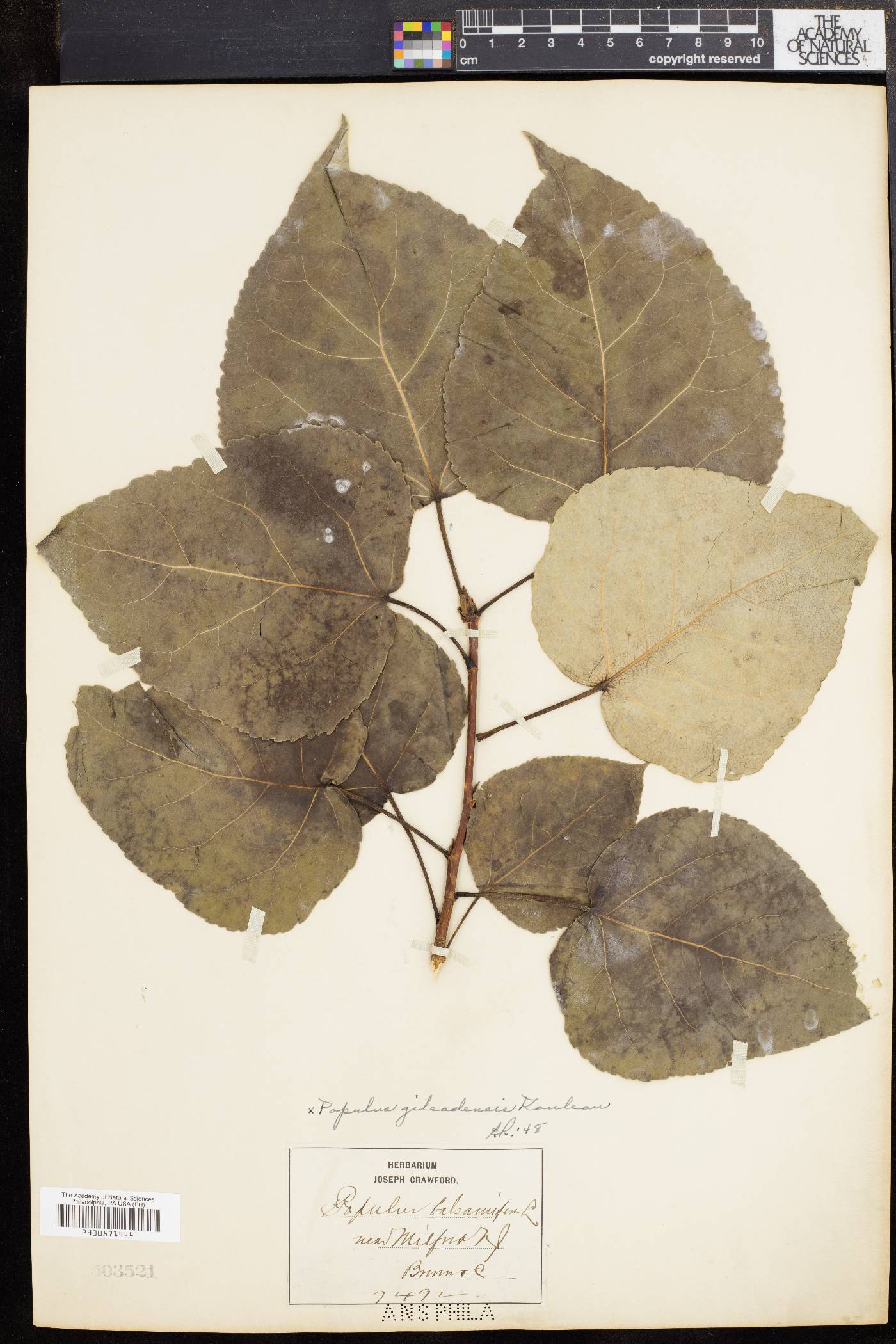 Populus candicans image