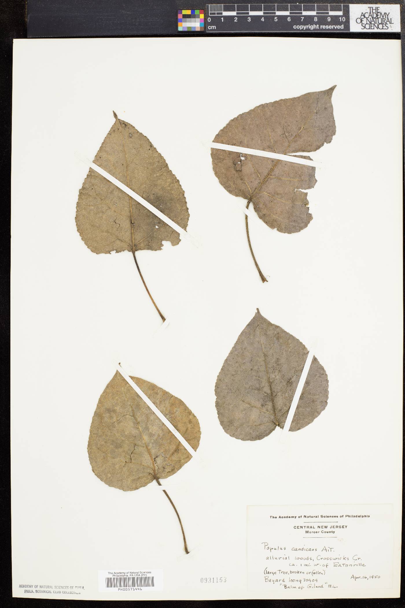 Populus candicans image