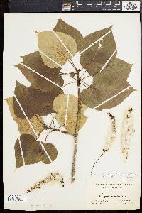 Populus candicans image