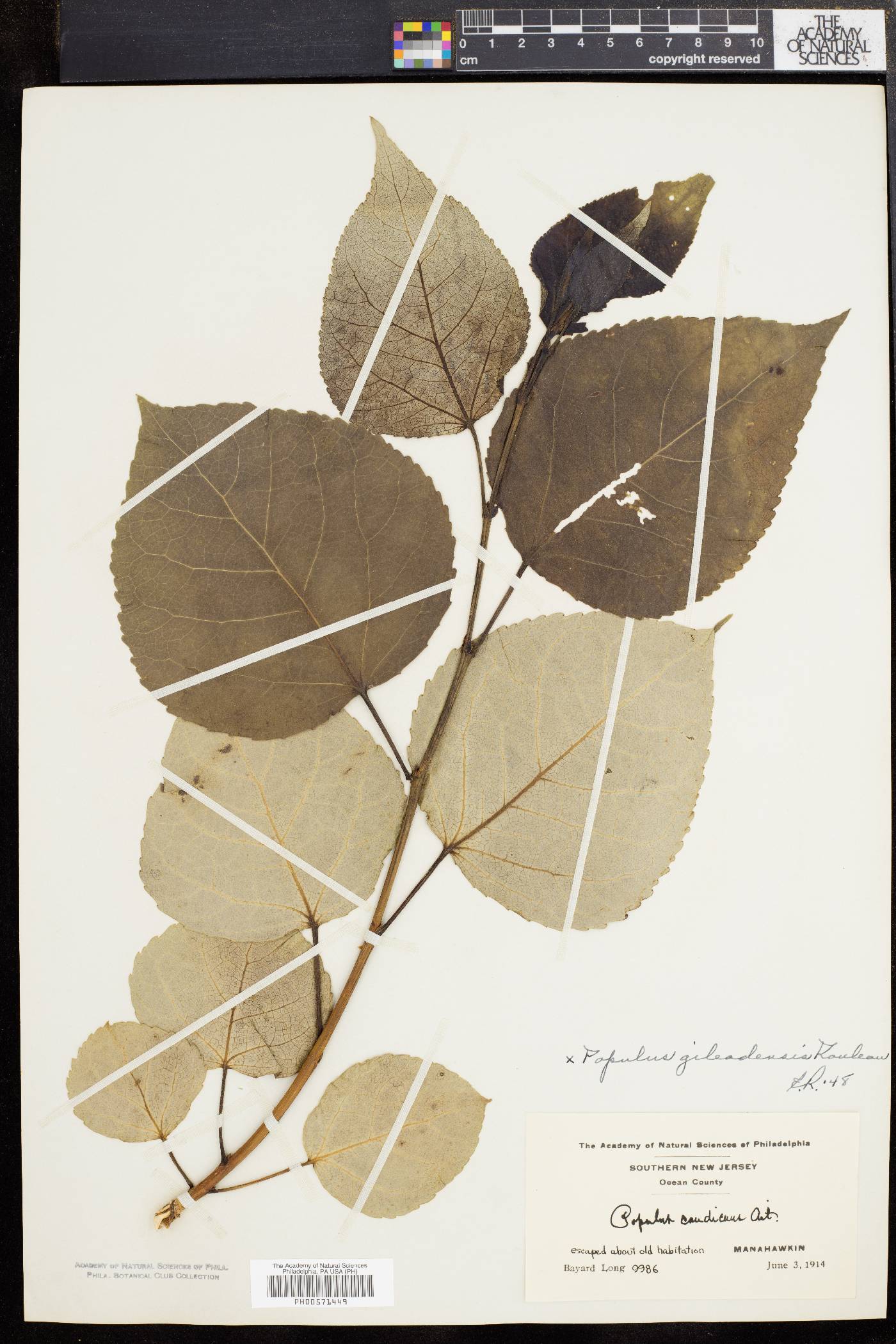 Populus candicans image