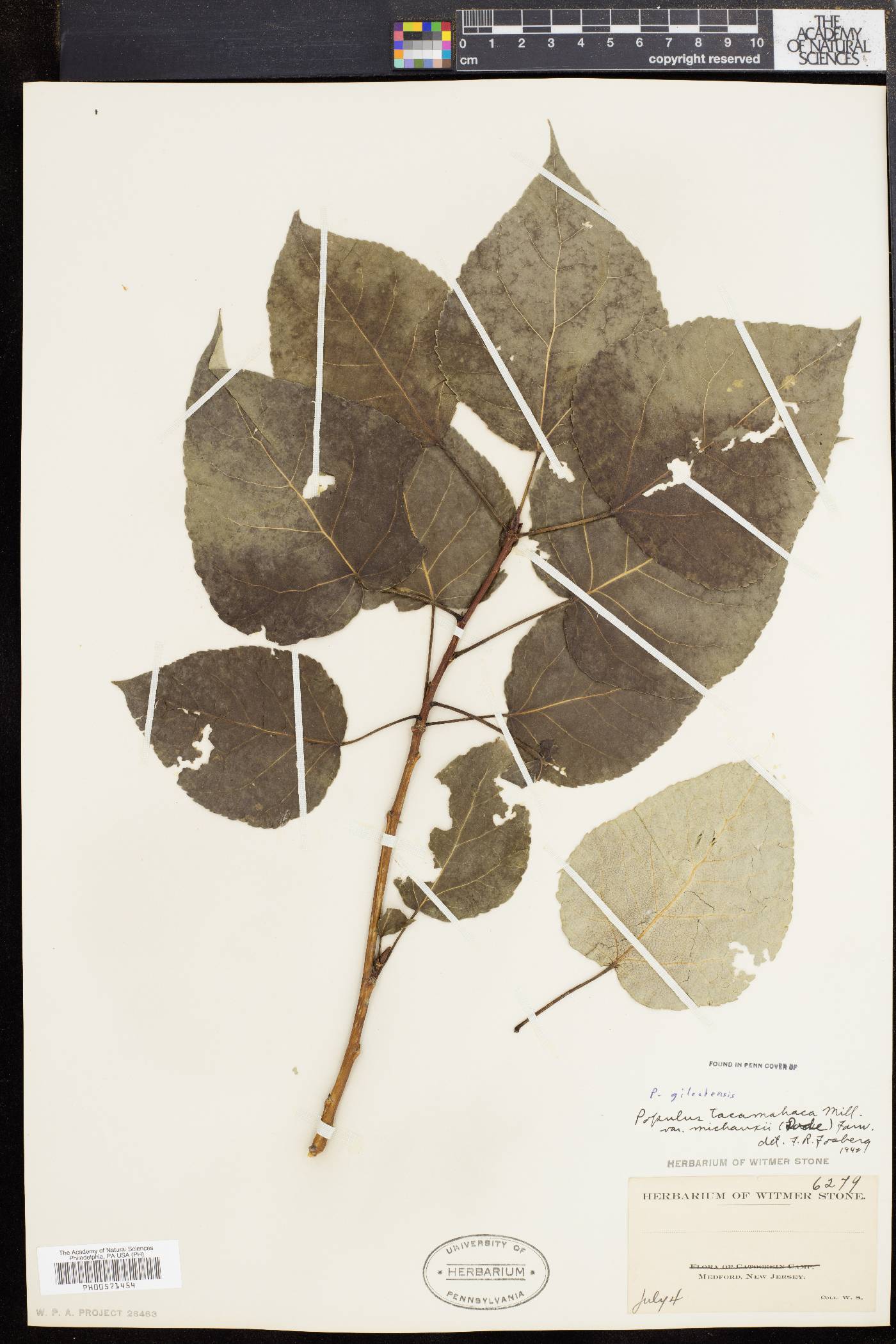 Populus candicans image