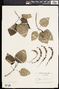 Populus candicans image