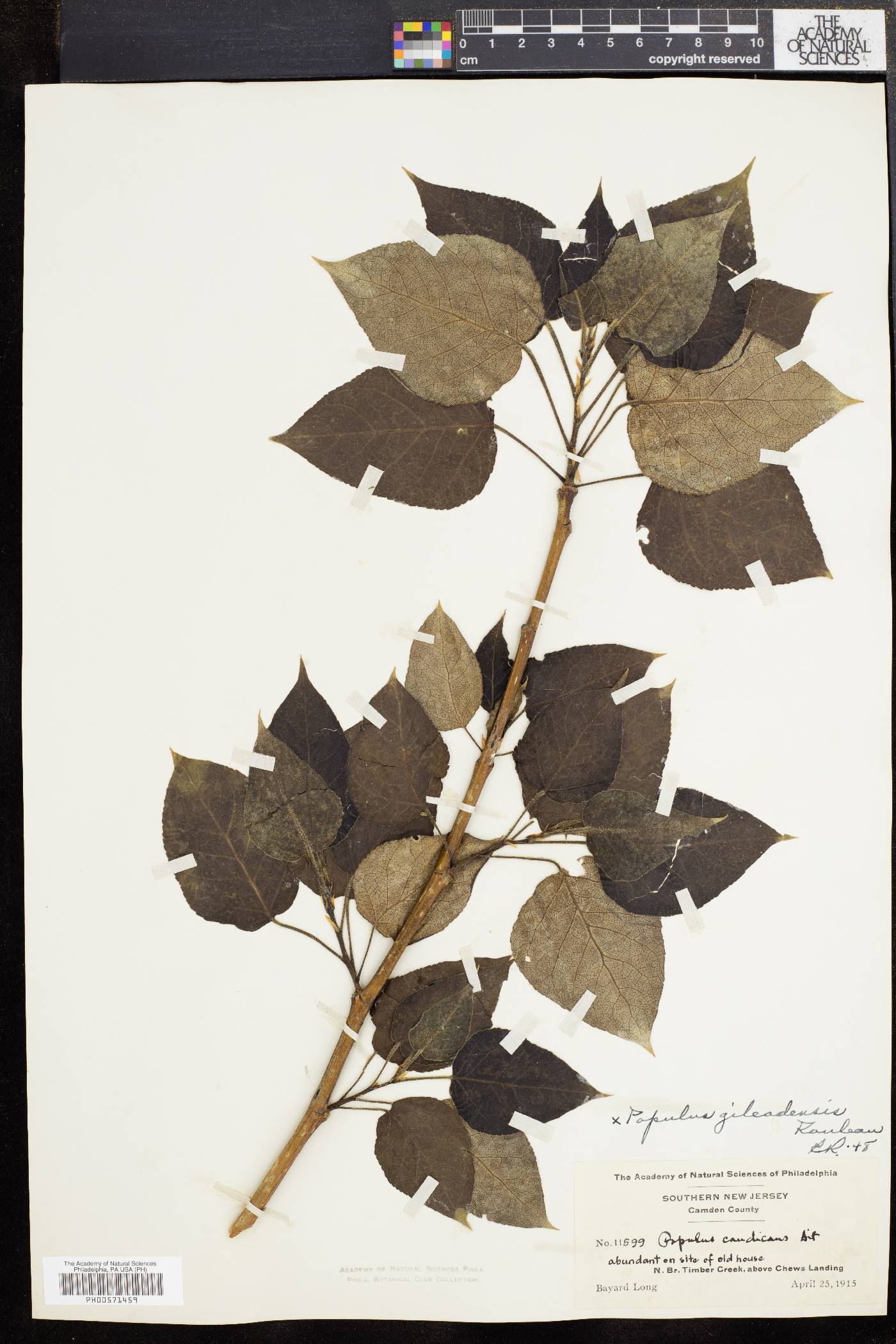 Populus candicans image