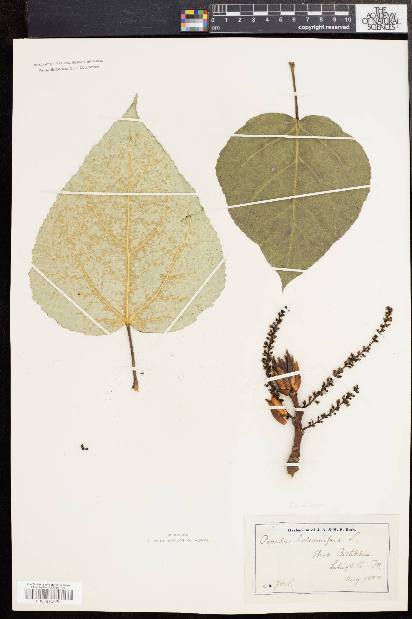 Populus candicans image