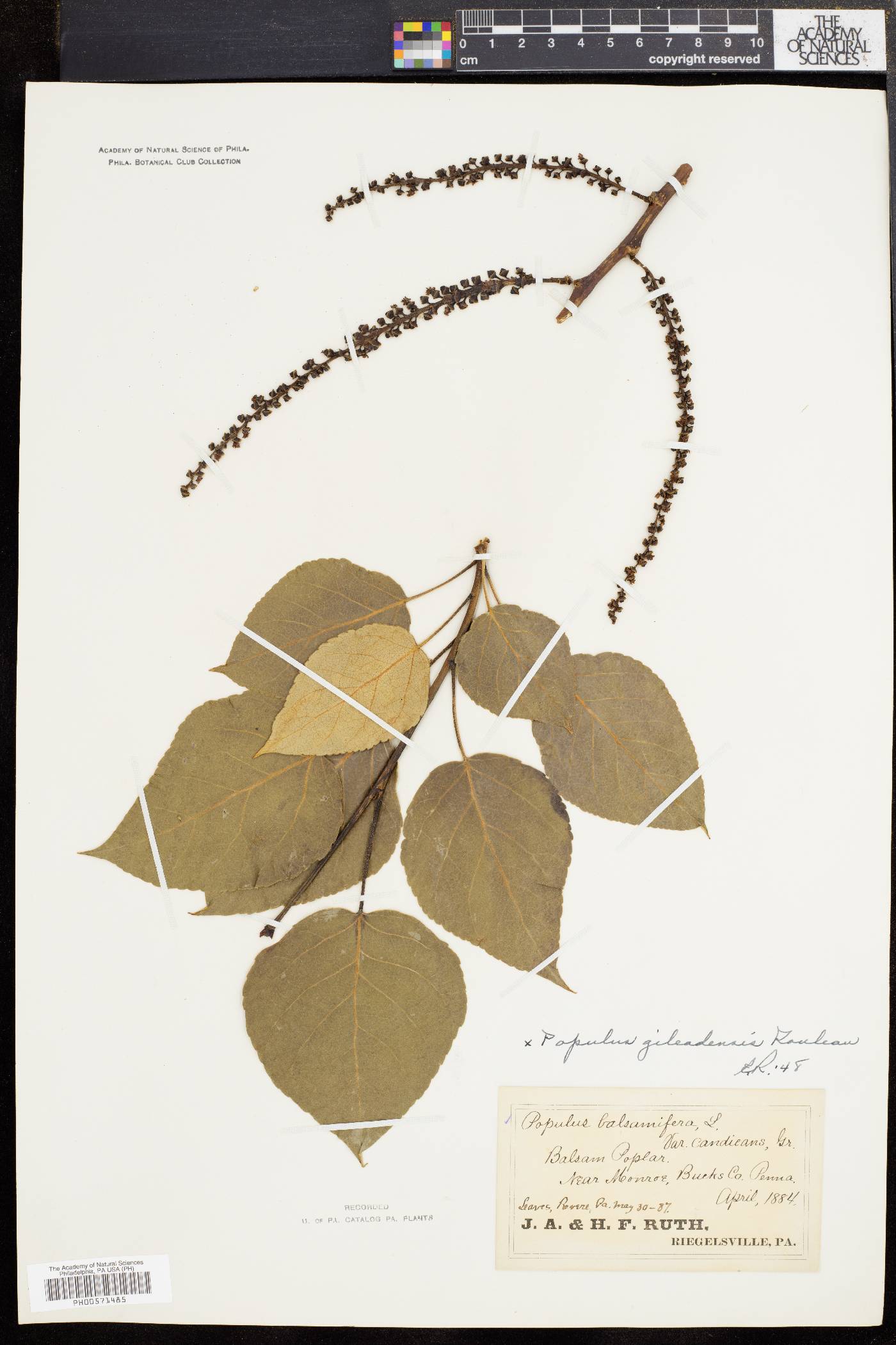 Populus candicans image