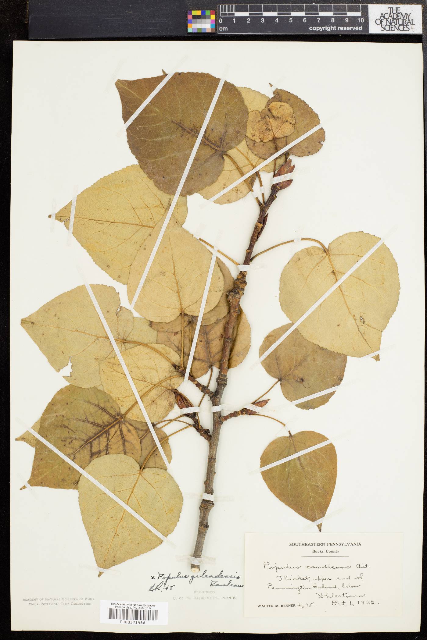 Populus candicans image