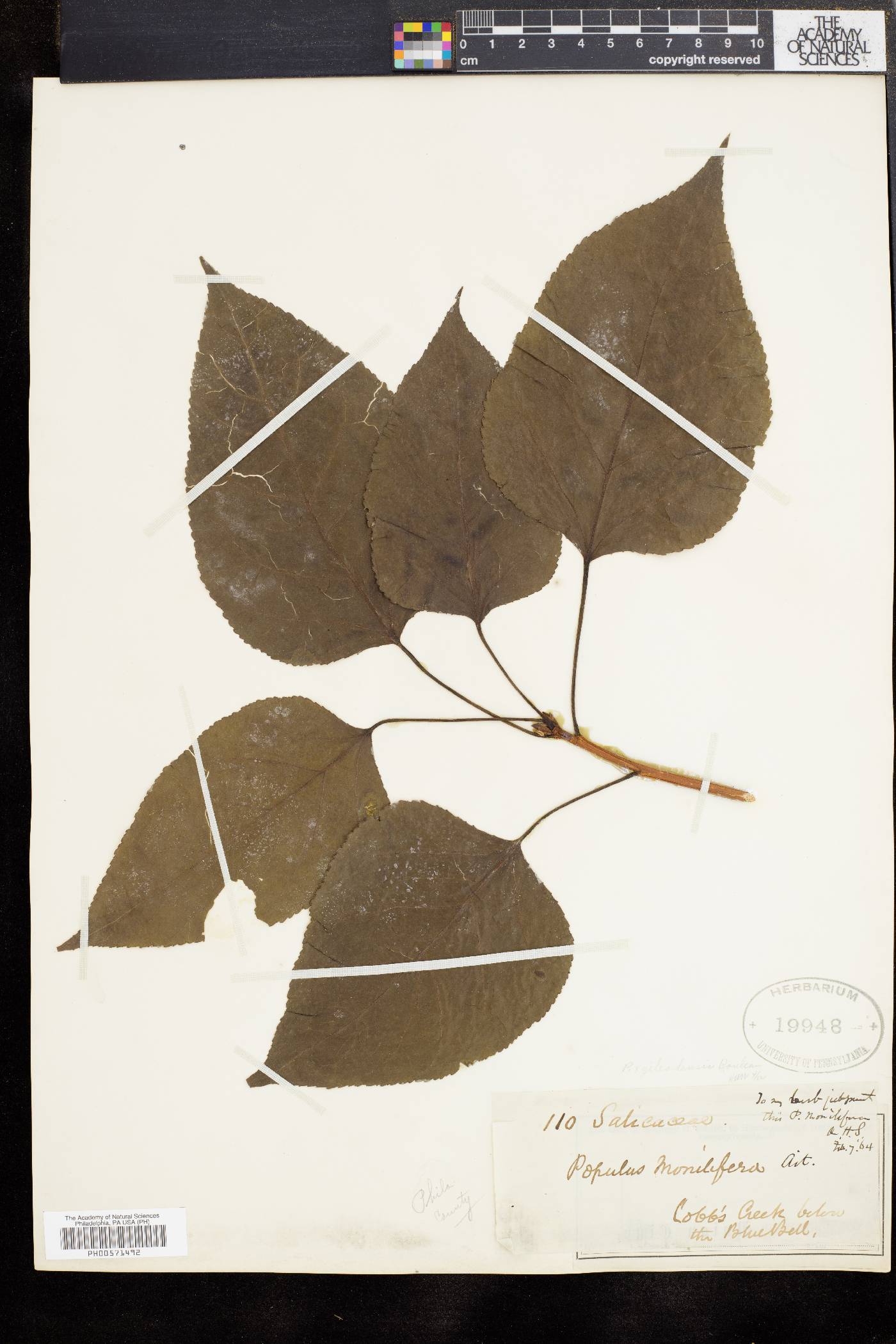 Populus candicans image