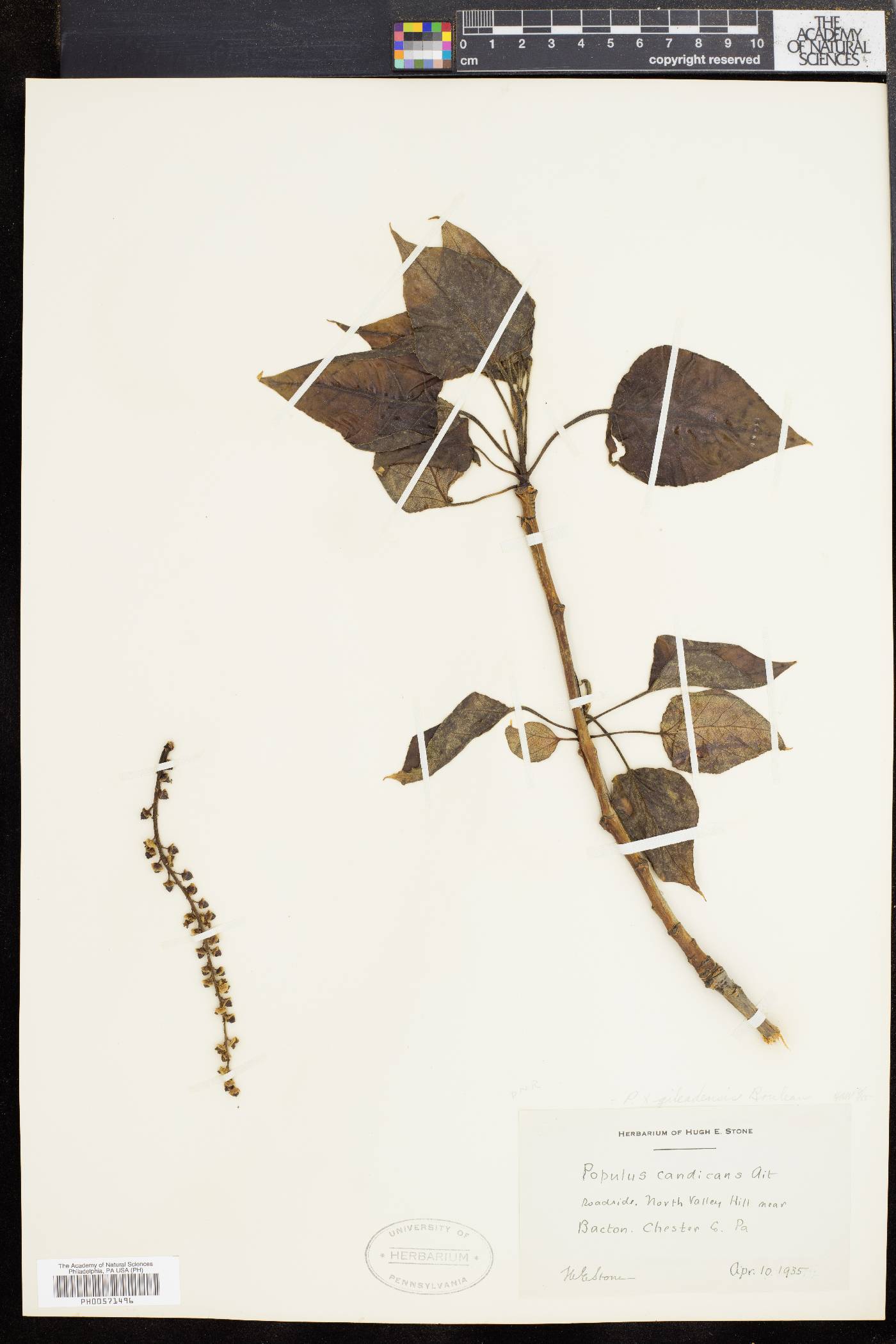 Populus candicans image