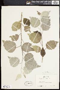 Image of Populus × canescens