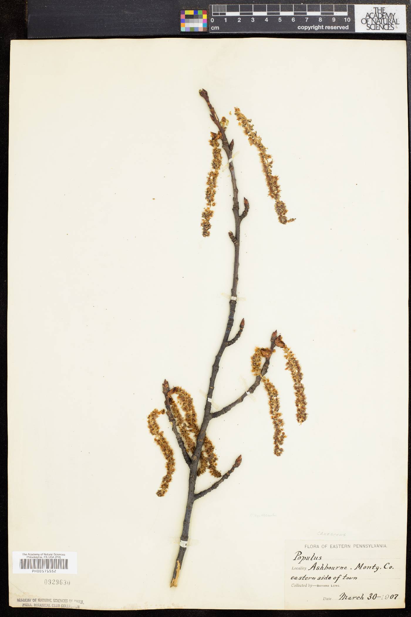 Populus × canescens image