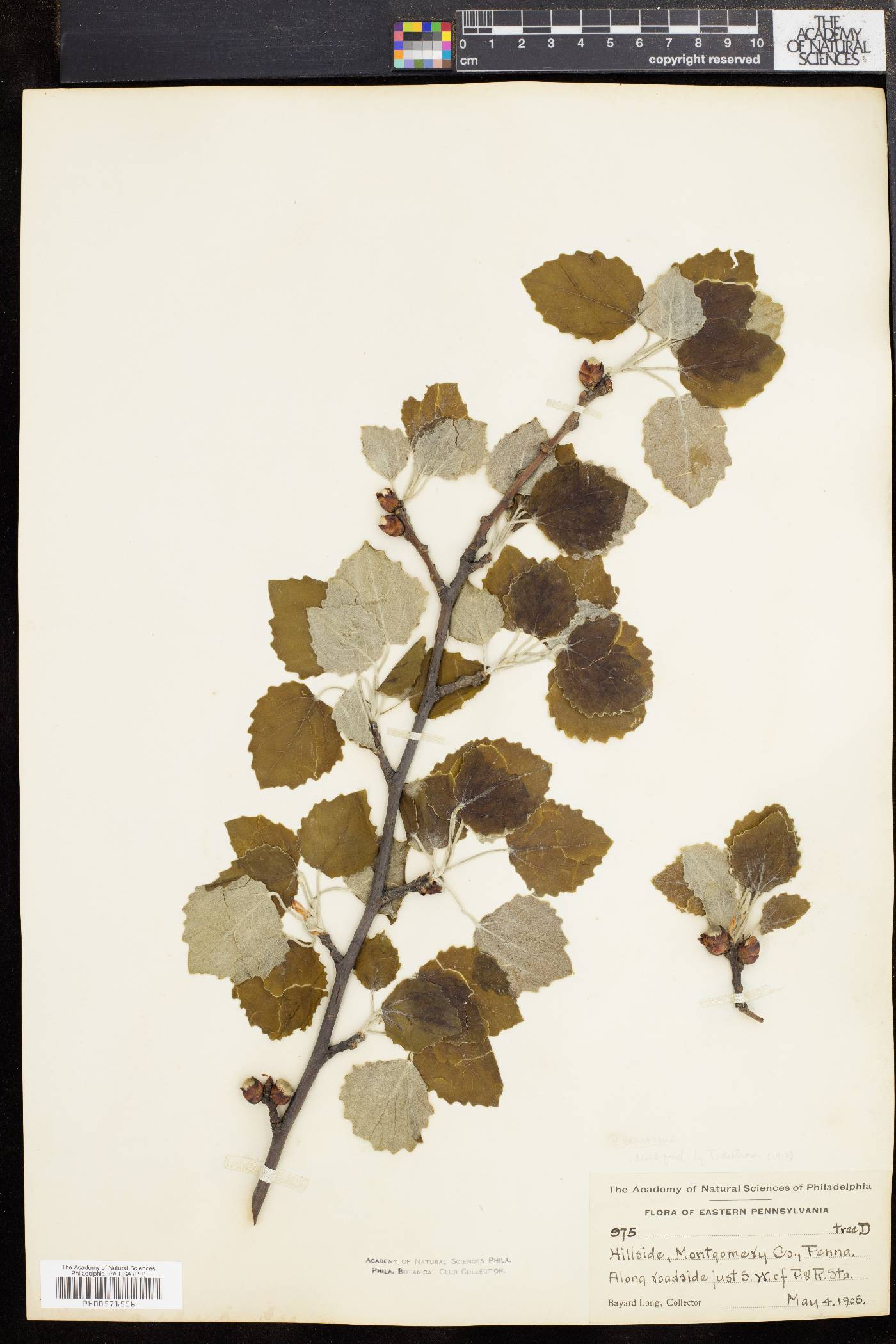 Populus × canescens image