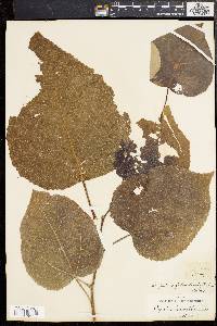 Populus x gileadensis image