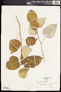 Populus grandidentata image