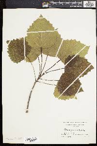 Populus grandidentata image