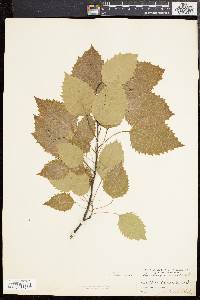 Populus grandidentata image