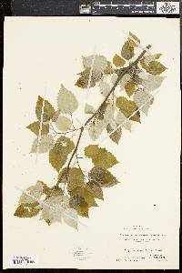 Populus grandidentata image