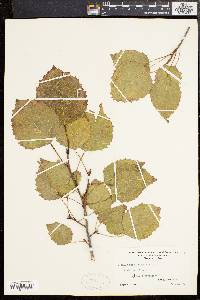 Populus grandidentata image