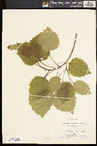 Populus grandidentata image