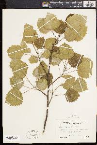 Populus grandidentata image