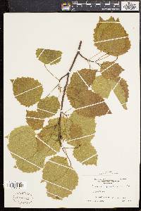 Populus grandidentata image