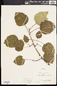 Populus grandidentata image