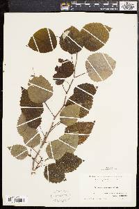 Populus grandidentata image