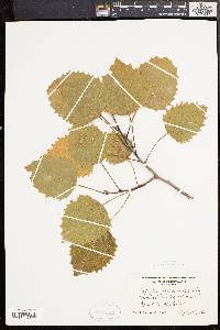 Populus grandidentata image