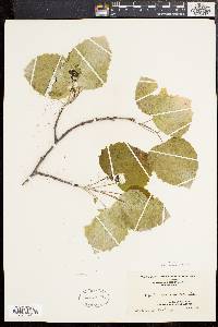 Populus grandidentata image