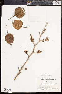 Populus grandidentata image