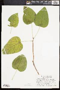 Populus heterophylla image