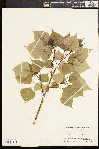 Populus nigra image