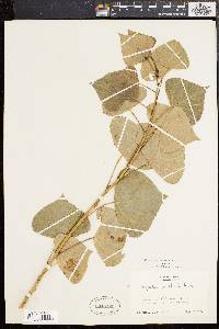 Populus nigra image