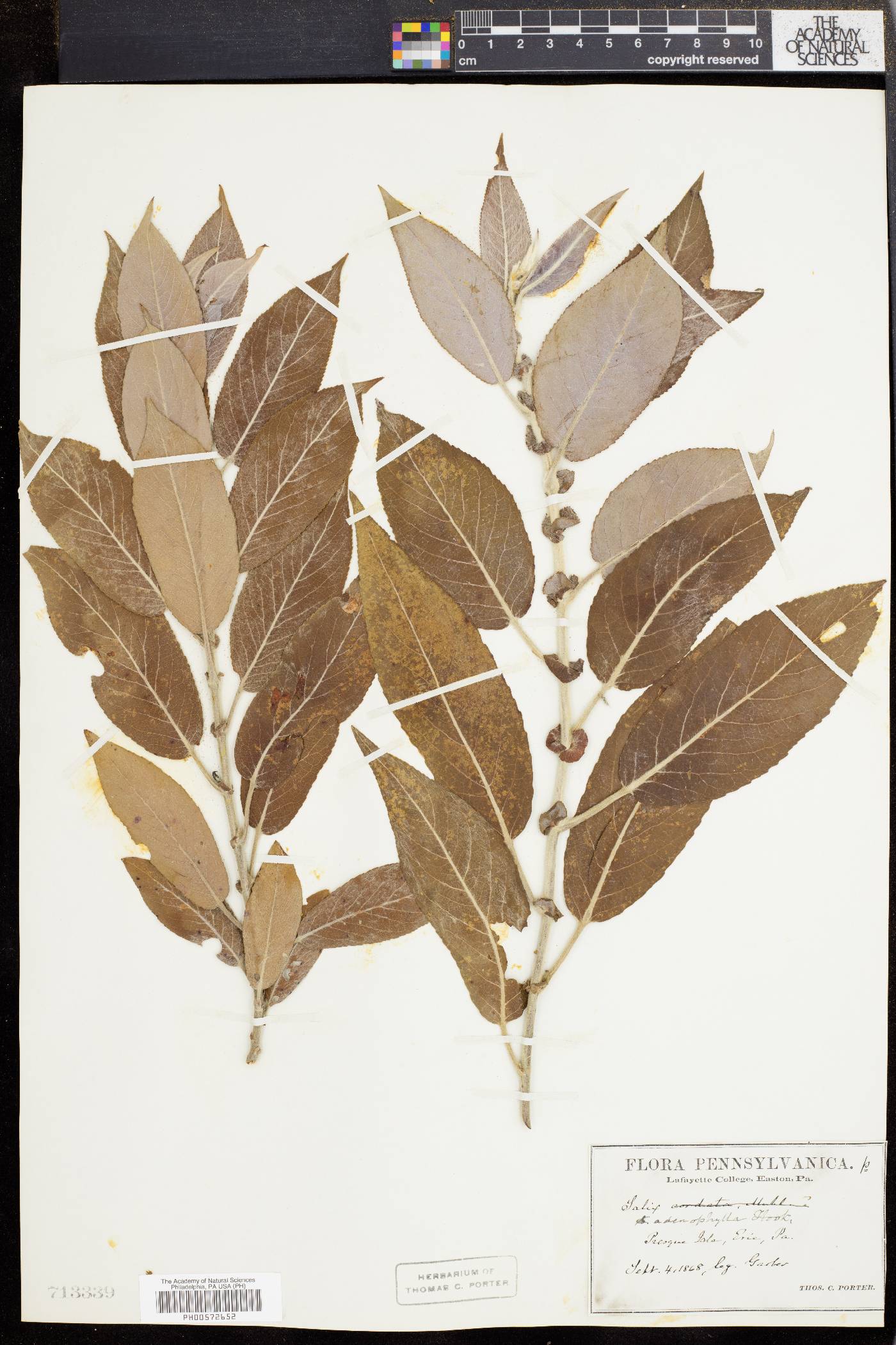 Salix adenophylla image